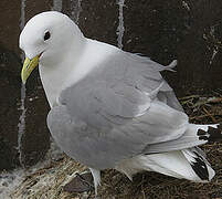 Mouette tridactyle