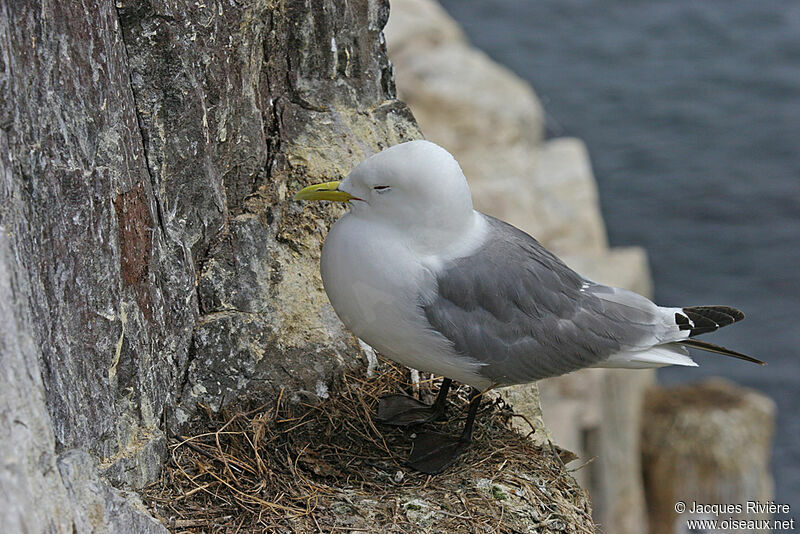 Mouette tridactyleadulte nuptial, Nidification