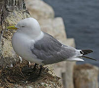 Black-legged Kittiwake