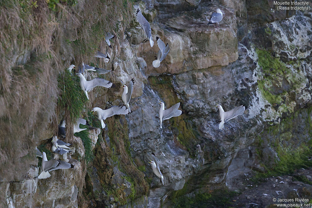 Black-legged Kittiwake, habitat