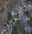 Mouette tridactyle