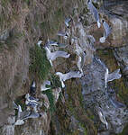 Mouette tridactyle