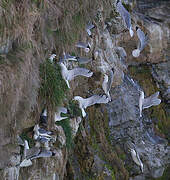 Black-legged Kittiwake