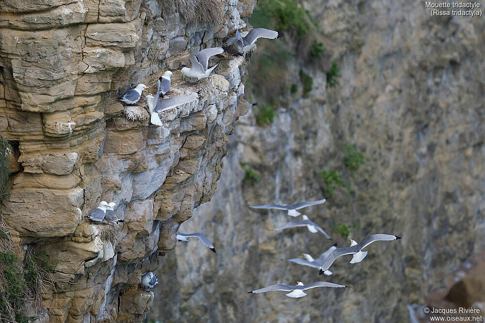 Black-legged Kittiwake