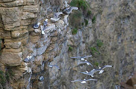 Black-legged Kittiwake