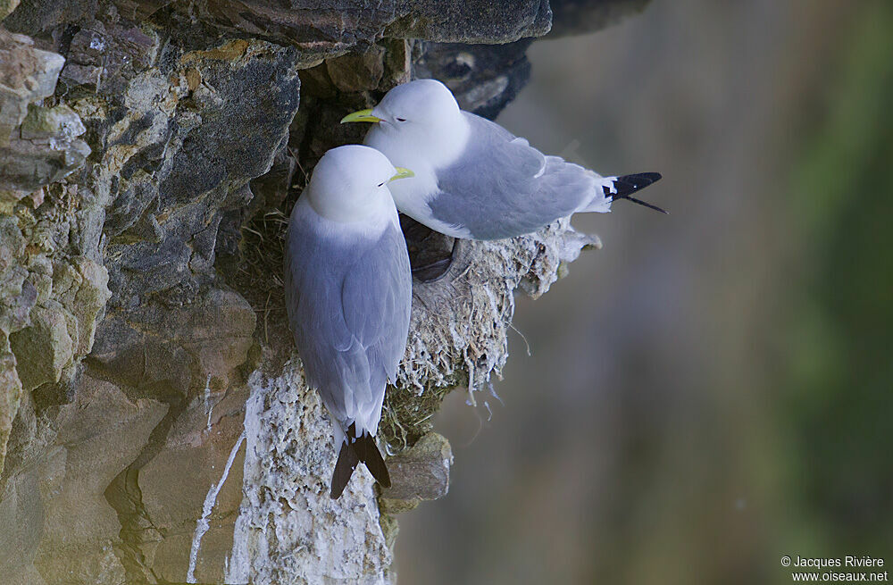 Black-legged Kittiwake adult breeding