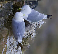 Black-legged Kittiwake