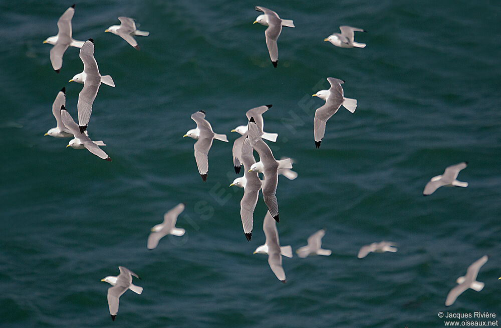 Mouette tridactyleadulte nuptial, Vol