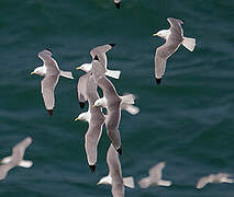 Black-legged Kittiwake