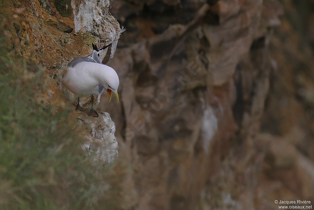 Mouette tridactyleadulte nuptial