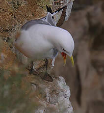 Mouette tridactyle