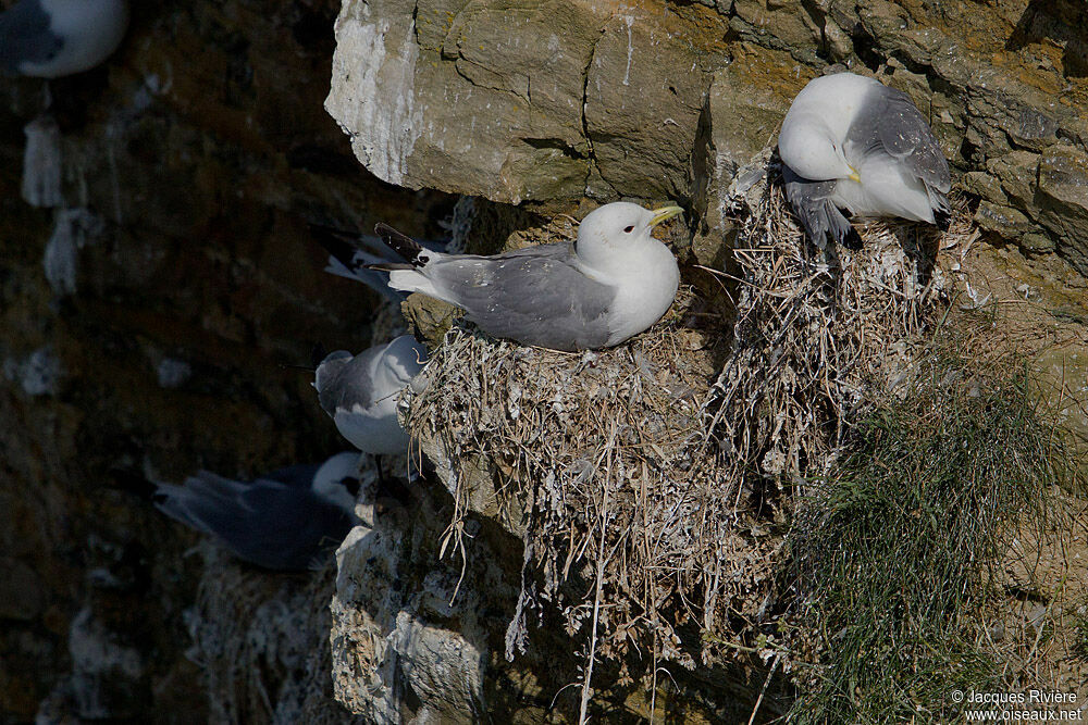 Mouette tridactyleadulte nuptial, Nidification