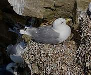 Mouette tridactyle