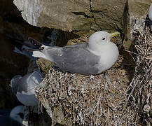 Black-legged Kittiwake