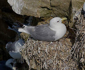 Mouette tridactyle