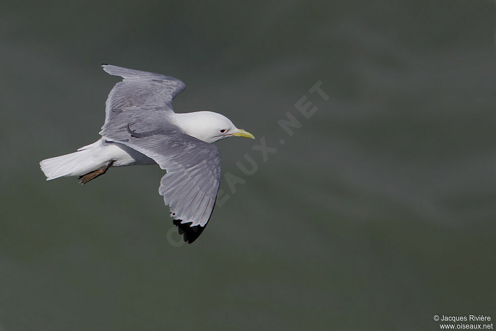 Mouette tridactyleadulte nuptial, Vol