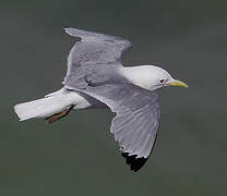 Mouette tridactyle