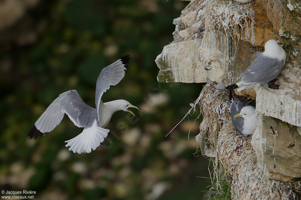 Black-legged Kittiwakeadult breeding, Flight