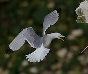 Mouette tridactyle