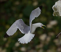 Black-legged Kittiwake