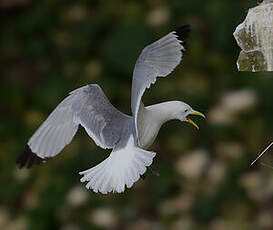 Mouette tridactyle