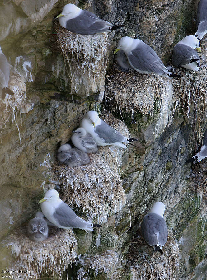 Mouette tridactyle, habitat, Nidification, r. coloniale