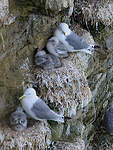 Mouette tridactyle