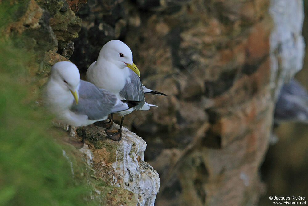 Black-legged Kittiwake adult breeding