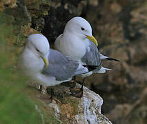 Black-legged Kittiwake