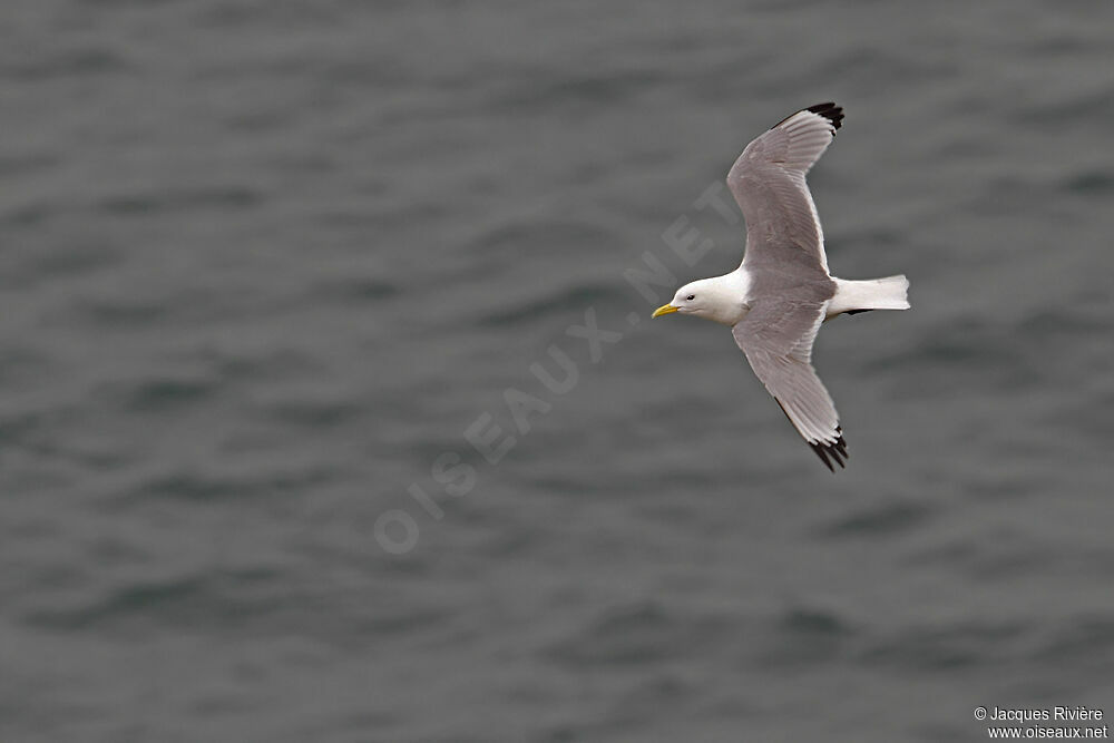 Mouette tridactyleadulte nuptial, Vol