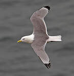 Mouette tridactyle