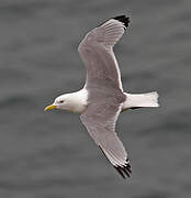 Black-legged Kittiwake