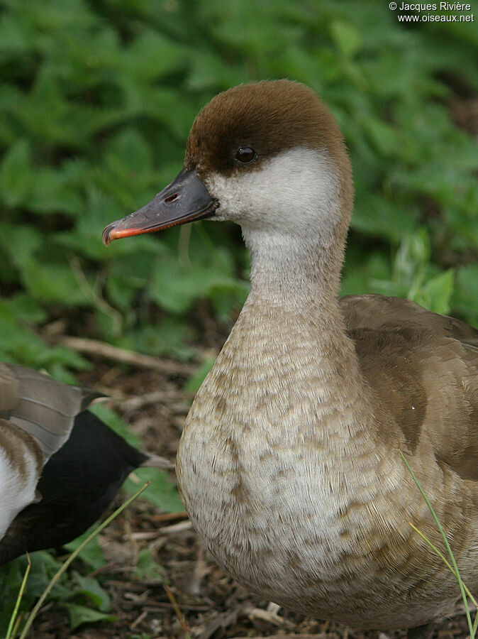 Red-crested Pochard female adult breeding