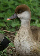 Red-crested Pochard