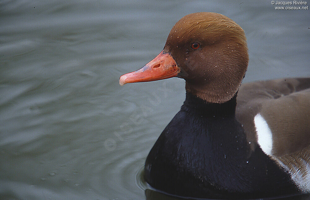 Nette rousse mâle adulte nuptial