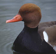 Red-crested Pochard