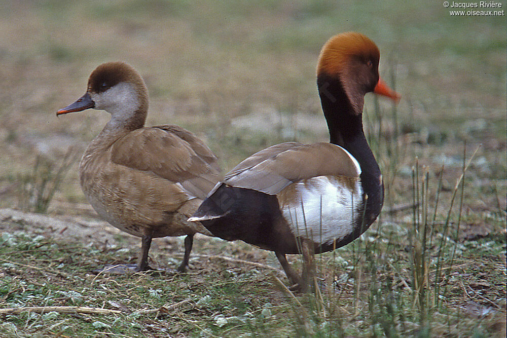 Nette rousse adulte nuptial