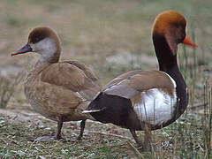 Red-crested Pochard