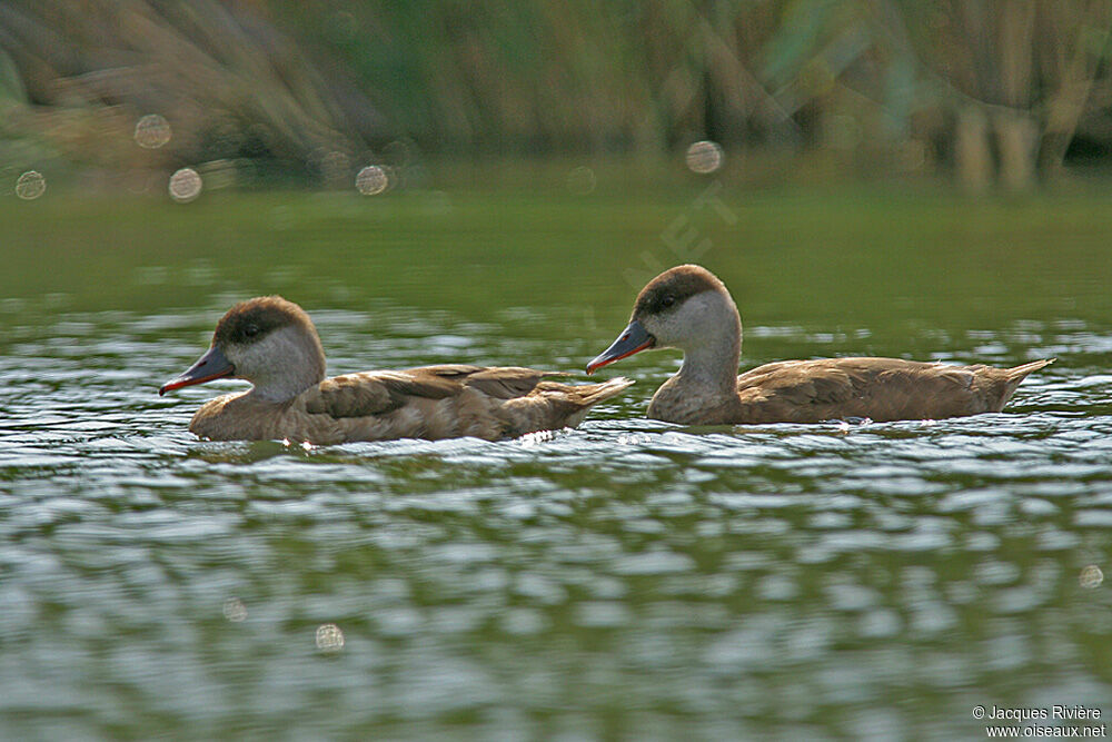 Red-crested PochardFirst year