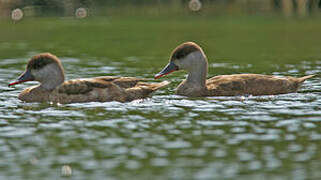 Red-crested Pochard