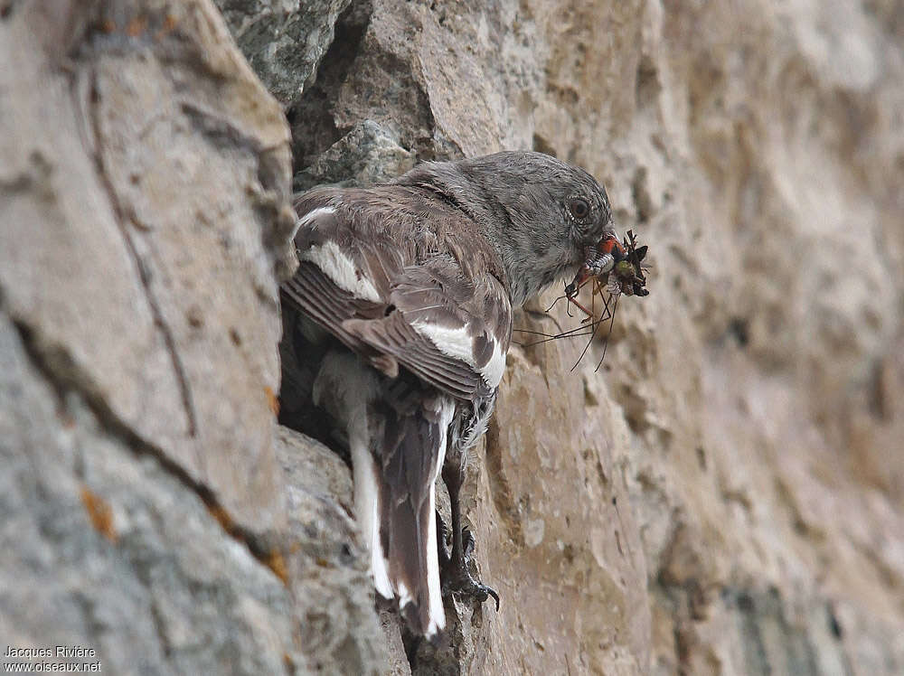 White-winged Snowfinch female adult, feeding habits, Reproduction-nesting