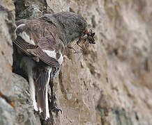 White-winged Snowfinch