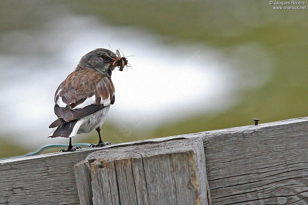 White-winged Snowfinchadult breeding, Reproduction-nesting