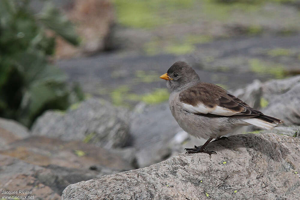 Niverolle alpine1ère année, identification