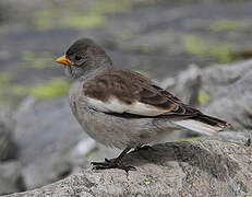 White-winged Snowfinch