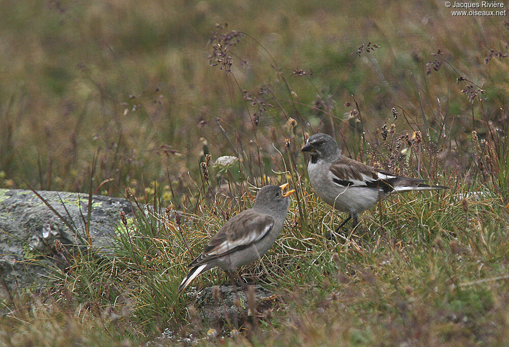 White-winged Snowfinchimmature