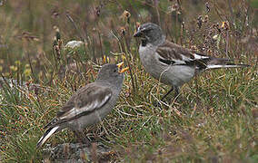 White-winged Snowfinch