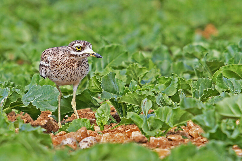 Eurasian Stone-curlew