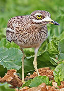 Eurasian Stone-curlew