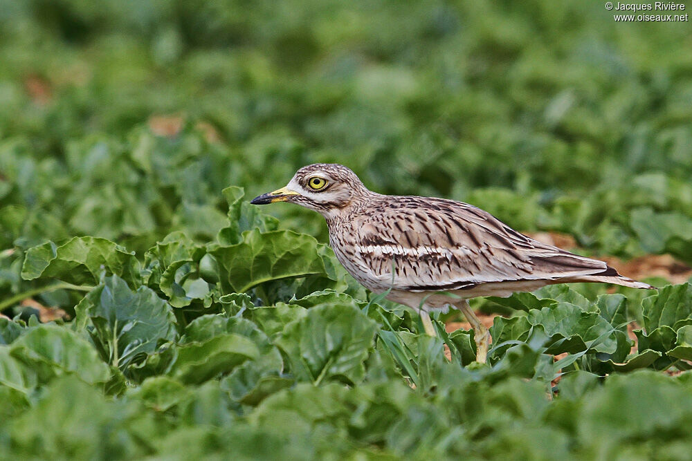 Eurasian Stone-curlewadult breeding